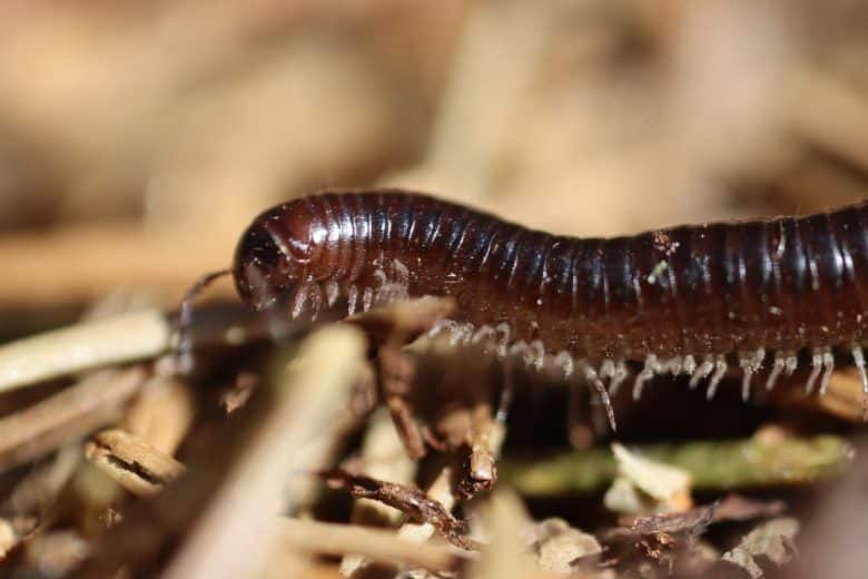 découvrez l'univers fascinant des mille-pattes, ces créatures essentielles à l'équilibre de nos écosystèmes. apprenez comment leur rôle de décomposeurs contribue à la biodiversité et à la santé des sols, tout en explorant leur habitat et leurs comportements uniques dans la nature.