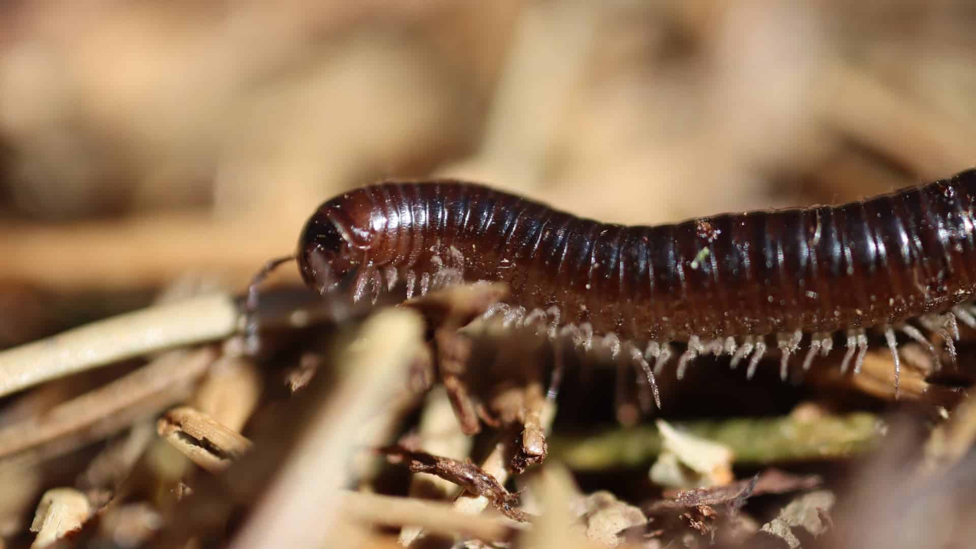 découvrez l'univers fascinant des mille-pattes, ces créatures essentielles à l'équilibre de nos écosystèmes. apprenez comment leur rôle de décomposeurs contribue à la biodiversité et à la santé des sols, tout en explorant leur habitat et leurs comportements uniques dans la nature.